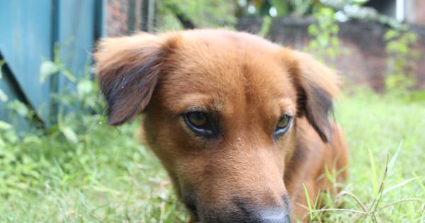 Magic Kingdom vs EPCOT vs Hollywood Studios vs Animal Kingdom: Qual Visitar?